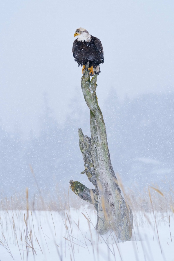 Bald-Eagle-3200-on-perch-in-falling-snow_A929671-Kachemak-Bay-AK-1