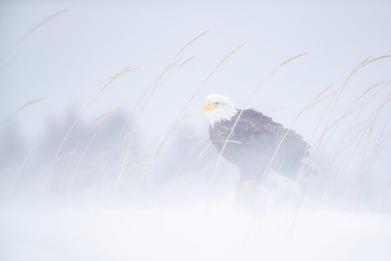 Bald-Eagle-3200-on-snowy-day-_A3I8222-Kachemak-Bay-AK