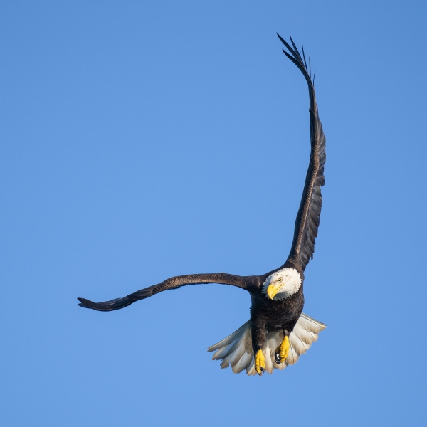 Bald-Eagle-3200-wheeling-in-flight-_A1G2224-Katchemak-Bay-AK