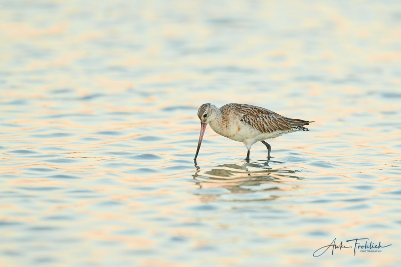 Bar-tailed-Godwit-2400-ANKE-morning-light-beak-into-water_A1G0334-Fort-de-Soto-FL