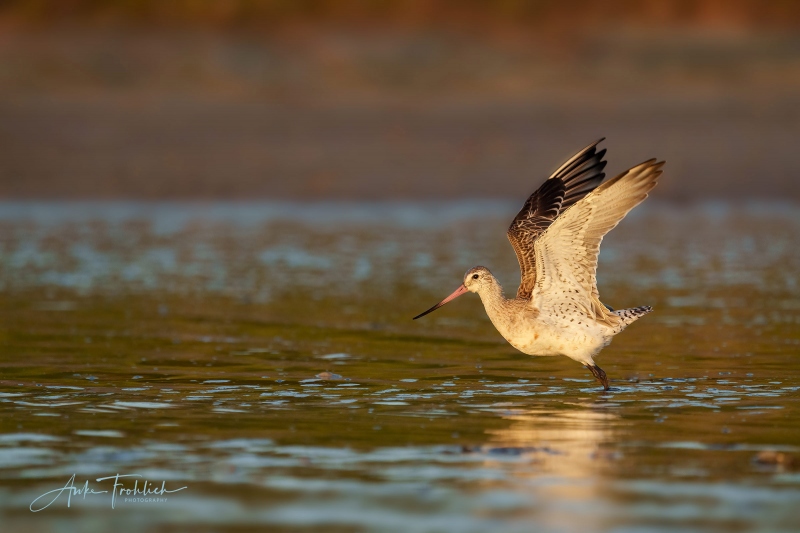 Bar-tailed-Godwit-2400-ANKE-standing_c_A1G6163-Fort-de-Soto-FL-2