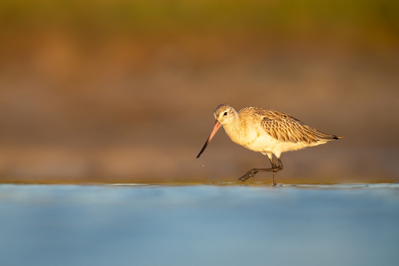 Bar-tailed-Godwit-3200-European-race-_A1G8951-Fort-DeSoto-Park-Tierra-Verde-FL