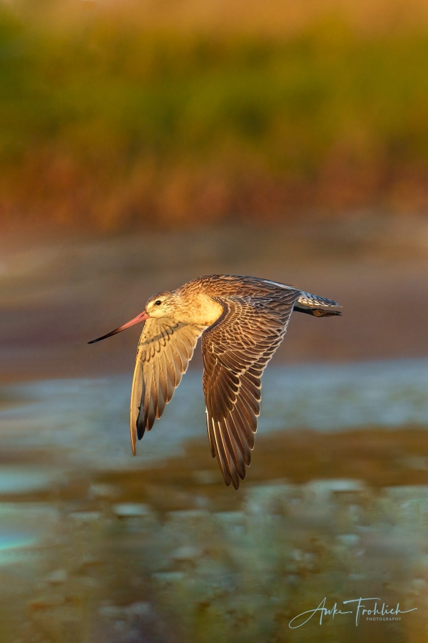 Bart-tailed-Godwit-2400-ANKE-flying-wings-down_d_A1G6182-Fort-de-Soto-FL