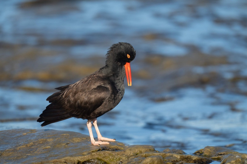 Black-Oystercatcher-3200-_A1G2926-La-Jolla-CA