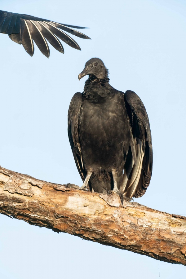 Black-Vulture-3200-on-perch-nighbor-flapping-_A1G4089-Indian-Lake-Estates-FL