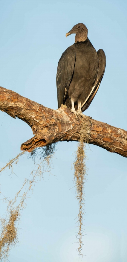 Black-Vulture-3600-tall-2-frame-vertical-stiched-pano-_A1G4005-Indian-Lake-Estates-FL