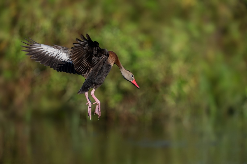 Black-bellied-Whistling-Duck-3200-landing-away-_A1G5967-Indian-Lake-Estates-FL