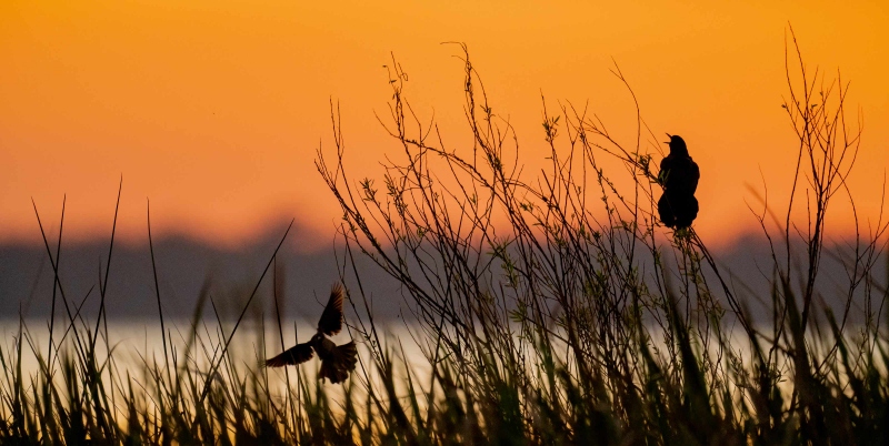 Boat-tailed-Grackles-3200-at-sunrise-_A1G0732-Indian-Lake-Estates-FL