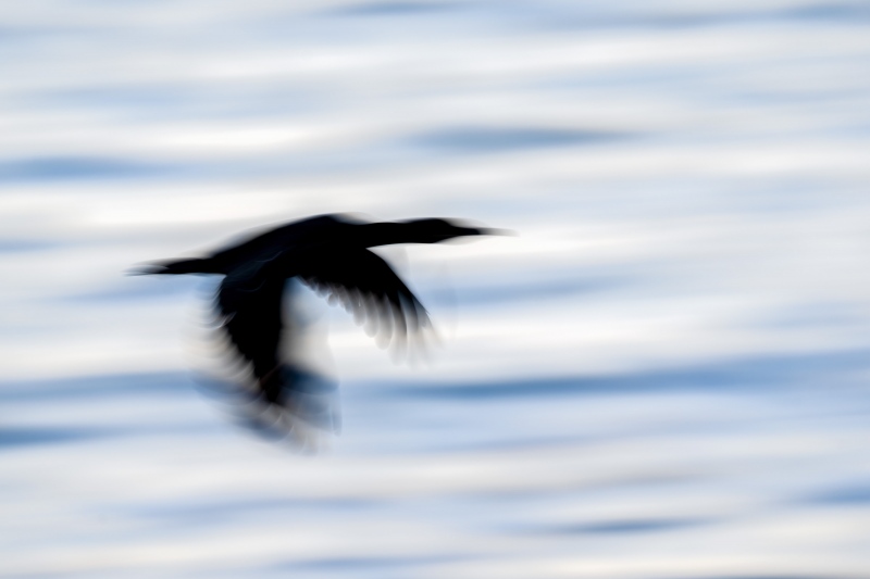 Brandts-Cormorant-3200-pre-dawn-blur-_A1G9296-a-Jolla-CA