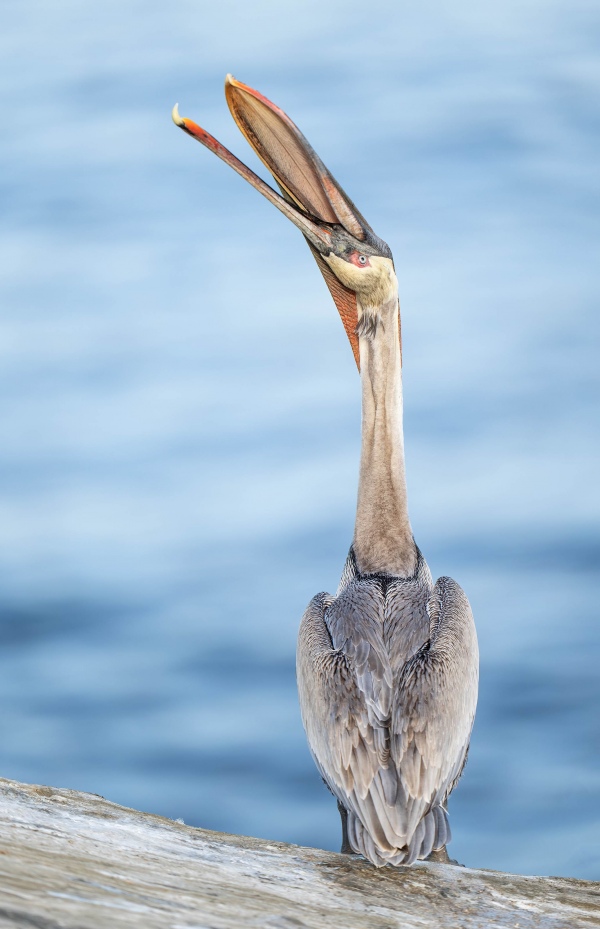 Brown-Pelican-3200-3-yr-old-head-throw-_A1G5691-La-Jolla-CA-