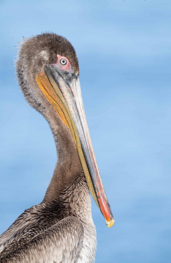 Brown-Pelican-3200-Pacific-race-2-year-old-_A1B8284-La-Jolla-CA