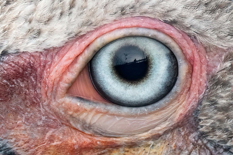 Brown-Pelican-3200-Pacific-race-2-year-old-tight-detail-_A1G2338-La-Jolla-CA