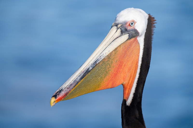 Brown-Pelican-3200-Pacific-race-bil-distended-_A1G6561-La-Jolla-CA