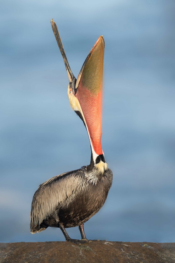 Brown-Pelican-3200-Pacific-race-head-throw-_A1G5600-La-Jolla-CAA