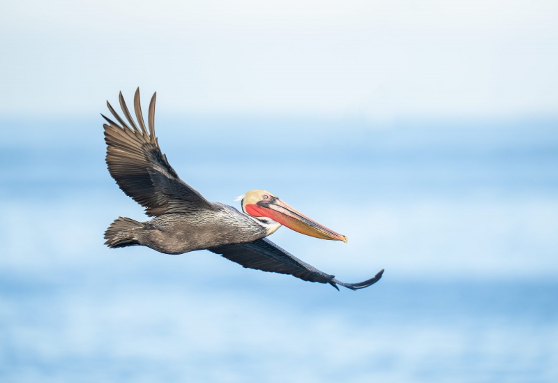 Brown-Pelican-3200-Pacific-race-in-flight-_A1G5742-La-Jolla-CA-