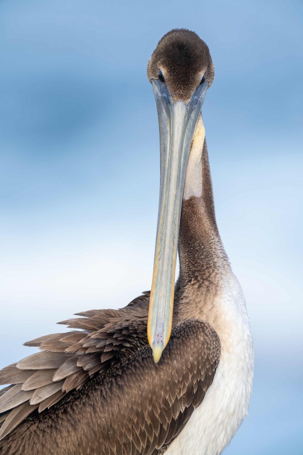 Brown-Pelican-3200-Pacific-race-juvenile-preening-_A1G8719-La-Jolla-CA