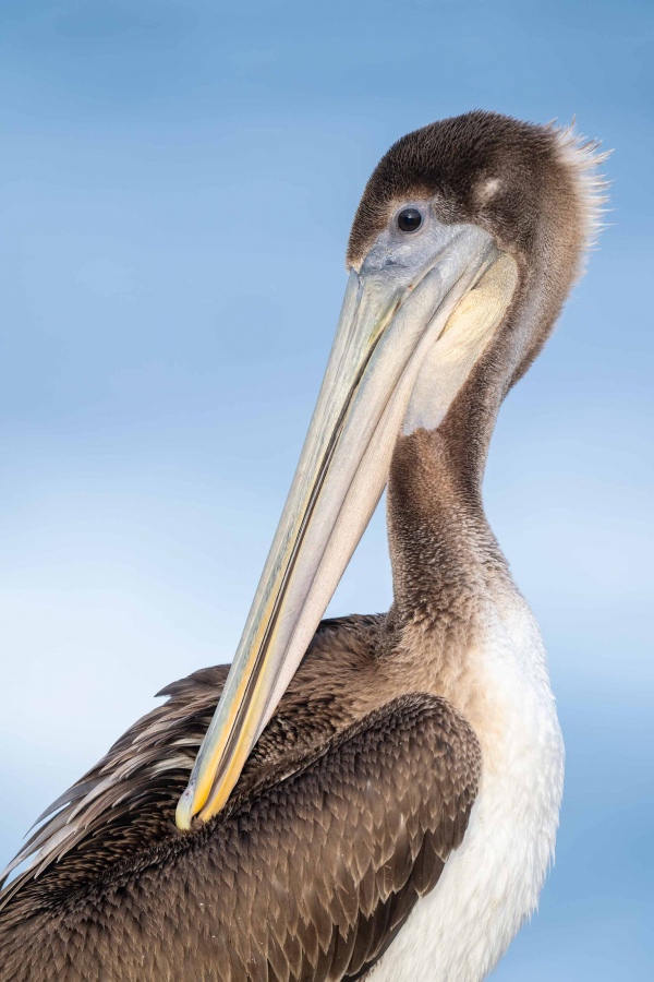 Brown-Pelican-3200-Pacific-race-juvenile-preening-_A1G8732-La-Jolla-CA