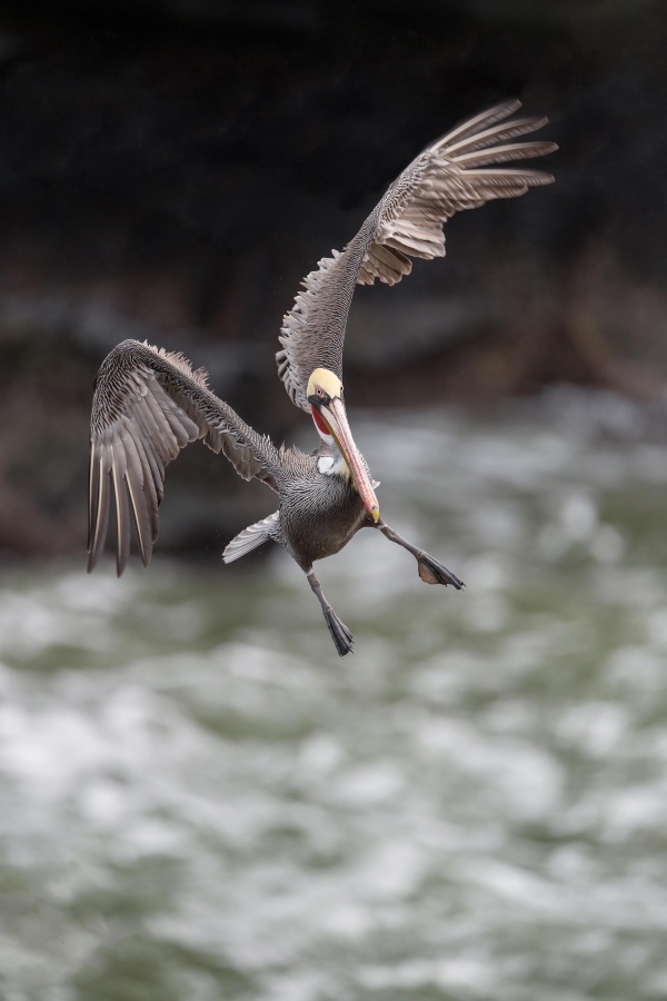 Brown-Pelican-3200-Pacific-race-landing-vertical-orig-_A1G8136-La-Jolla-CA