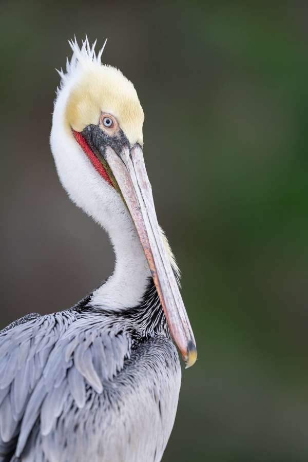 Brown-Pelican-3200-Pacific-race-pre-breeding-plumage-_A1G3373-La-Jolla-CA