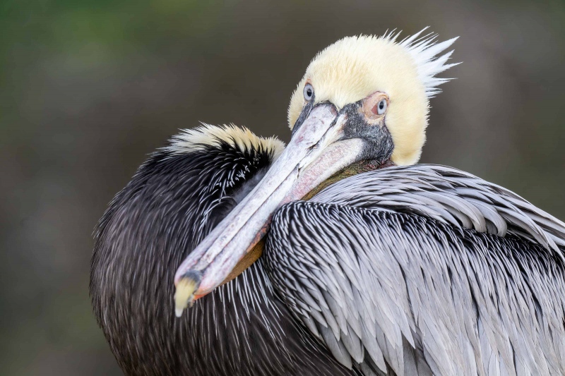 Brown-Pelican-3200-Pacific-race-resting-_A1G3789-La-Jolla-CA