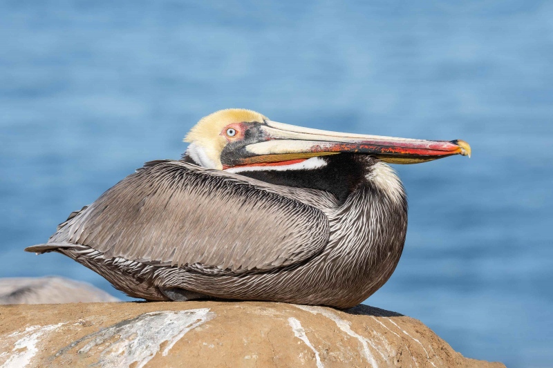 Brown-Pelican-3200-Pacific-race-resting-_A1G7817-La-Jolla-CA-copy