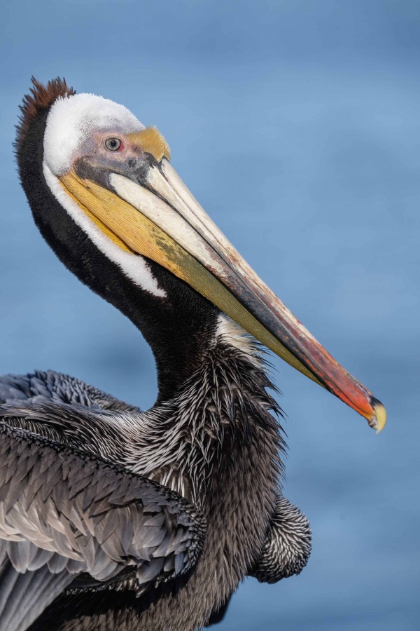 Brown-Pelican-3200-Pacific-race-ruffling-_A1G6759-La-Jolla-CA