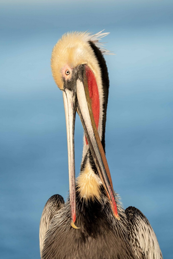 Brown-Pelican-3200-Pacific-race-scissors-preening-_A924862-La.-Jolla.-CA