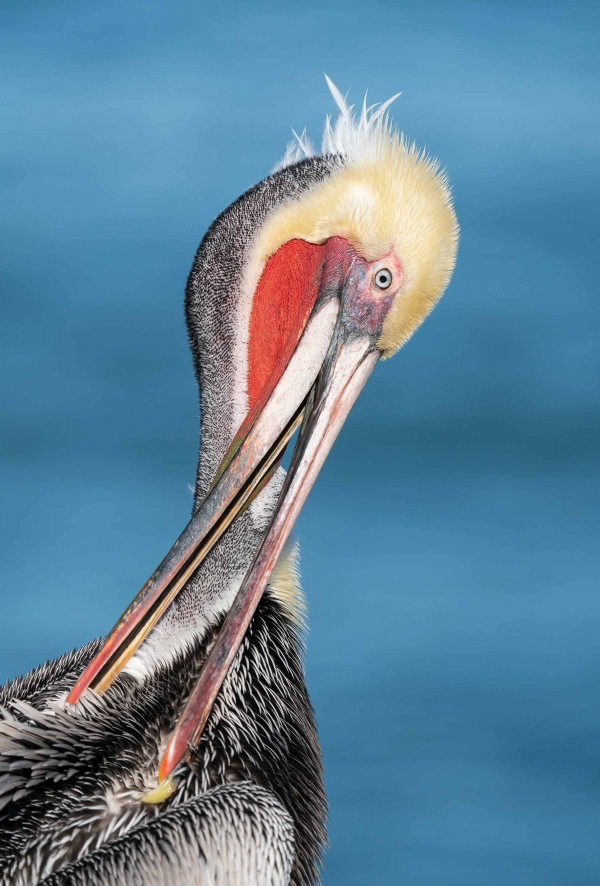 Brown-Pelican-3200-Pacific-race-scissors-preening-_A925346-La.-Jolla.-CA