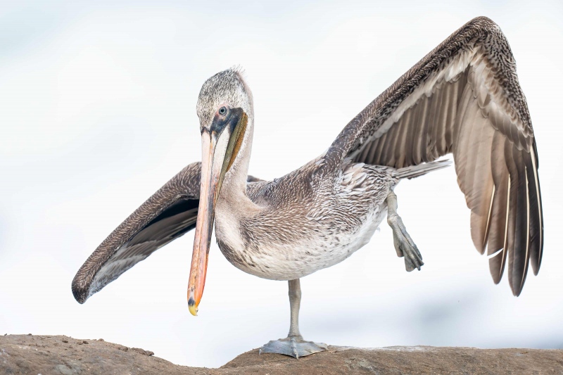 Brown-Pelican-3200-Pacific-race-sub-adult-stretching-_A1G4022-La-Jolla-CA