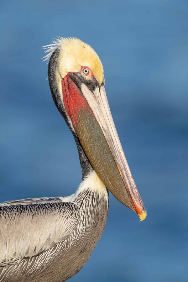 Brown-Pelican-3200-Pacific-race-w-bill-pouch-distended-_7R45545-La-Jolla-CA