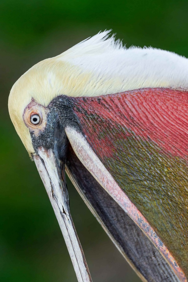 Brown-Pelican-3200-bill-pouch-detail-_A1G3811-La-Jolla-CA