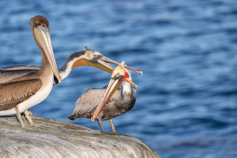 Brown-Pelican-3200-biting-the-neck-of-another-_A1G9732-a-Jolla-CA