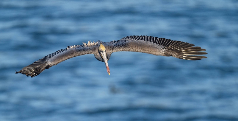 Brown-Pelican-3200-breeding-plumage-Pacific-race-in-flight-dorsal-view-_A1G2509-La-Jolla-CA