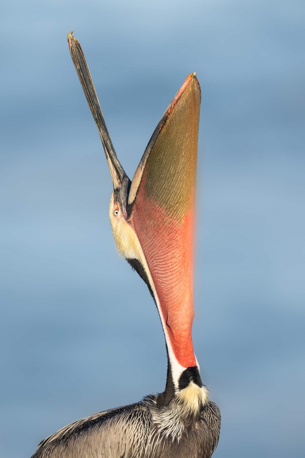 Brown-Pelican-3200-crop-Pacific-race-head-throw-_A1G5600-La-Jolla-CAA