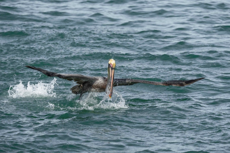 Brown-Pelican-3200-emerging-with-tiny-fish-_A1G2581-Fort-DeSoto-Park-FL