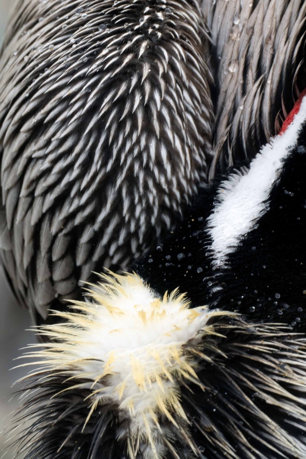 Brown-Pelican-3200-feather-detail-_A1G9063-La-Jolla-CA