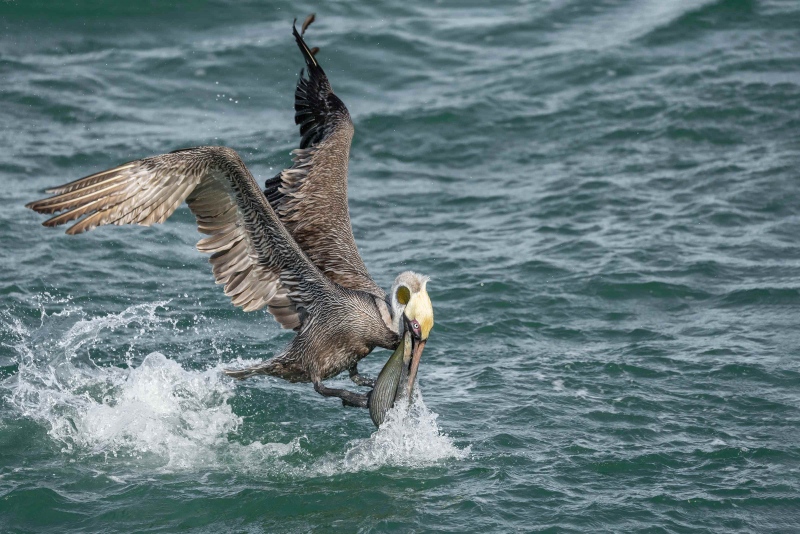 Brown-Pelican-3200-fishing-_A1G2564-Fort-DeSoto-Park-FL