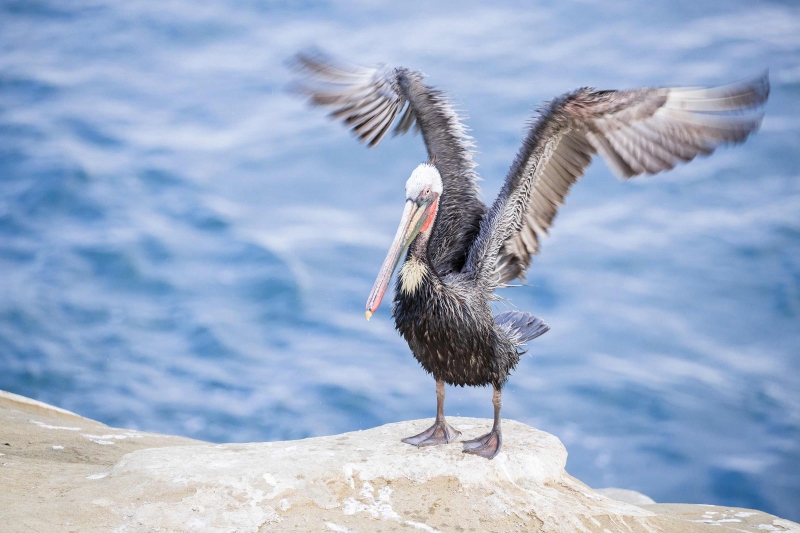 Brown-Pelican-3200-flapping-_J1I0018-La-Jolla-CA