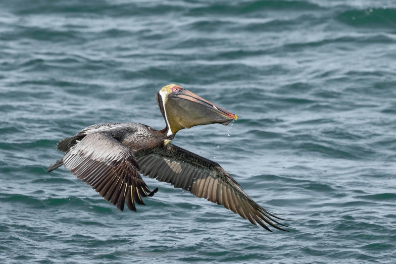 Brown-Pelican-3200-flying-off-with-fish-in-distended-bill-_A1G2610-Fort-DeSoto-Park-FL