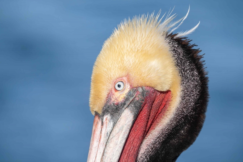 Brown-Pelican-3200-head-portrait-adult-molting-into-breeding-plumage_A1G0949-La-Jolla-CA