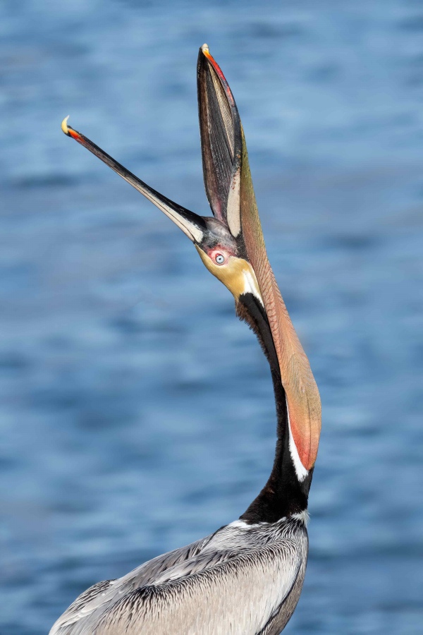 Brown-Pelican-3200-head-throw-_A1G7345-La-Jolla-CA