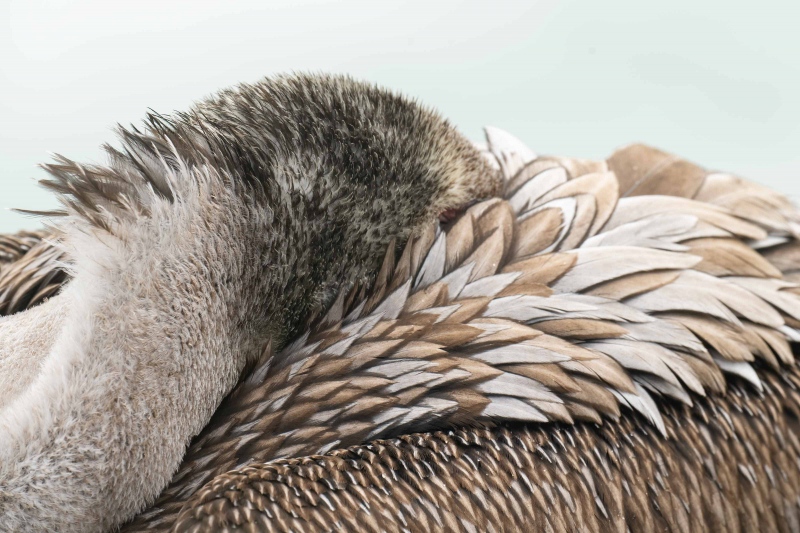 Brown-Pelican-3200-immature-feather-detail-_A1G9108-La-Jolla-CA