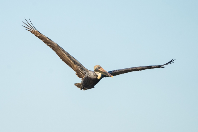 Brown-Pelican-3200-in-flight-De-Rosa-image-_A1G4541-Alafia-Banks-Tampa-Bay-FL-