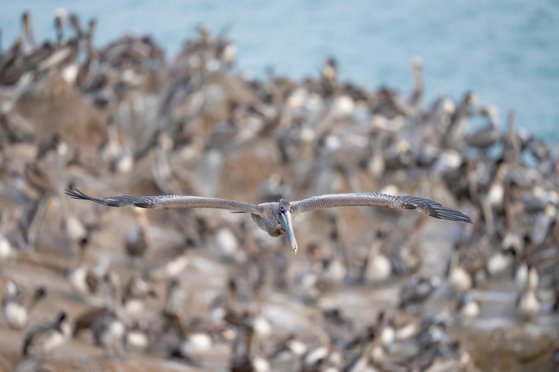 Brown-Pelican-3200-in-flight-pelican-cliff-background-_A1G3165-La-Jolla-CA