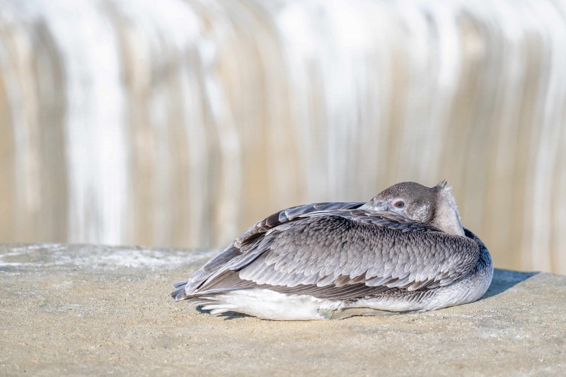 Brown-Pelican-3200-juvenile-resting-_A1G8624-La-Jolla-CA-