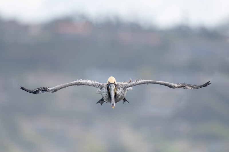 Brown-Pelican-3200-landing-La-Jolla-hills-BKGR-_A1G1497-La-Jolla-CA