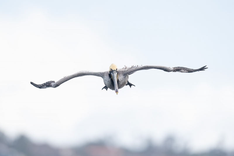 Brown-Pelican-3200-landing-sky-BKGR-_A1G1489-La-Jolla-CA