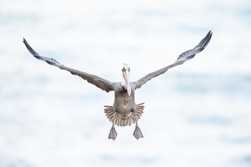 Brown-Pelican-3200-on-final-_A1G0200-La-Jolla-CA