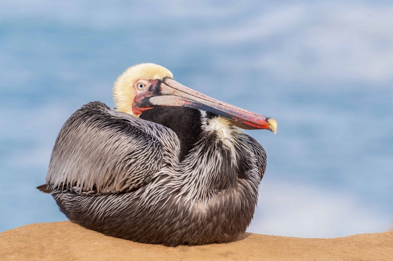 Brown-Pelican-3200-pre-breeding-Pacific-race-resting-_J1I2322-La-Jolla-CA