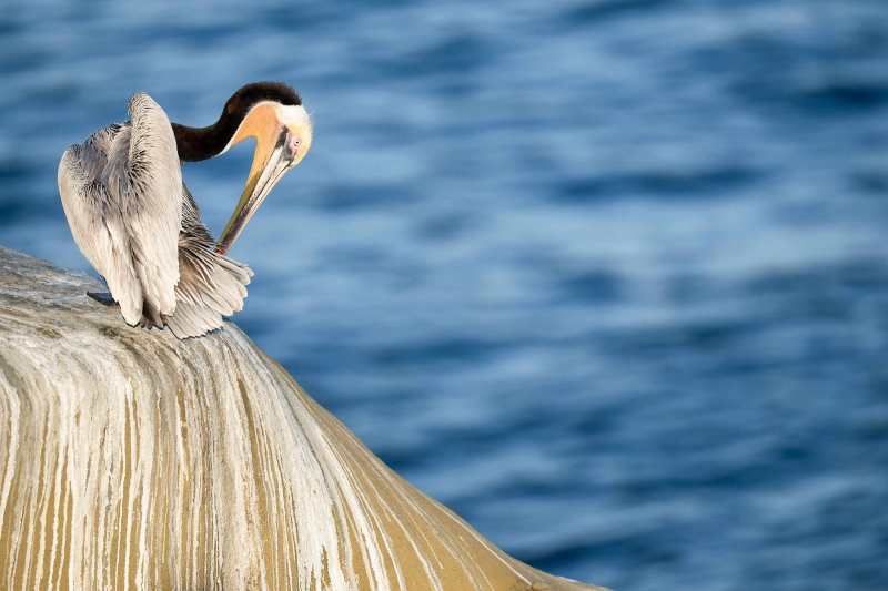 Brown-Pelican-3200-preening-_A1G8046-La-Jolla-CA-